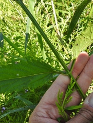 Verbena × engelmannii