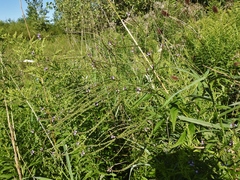 Verbena × engelmannii