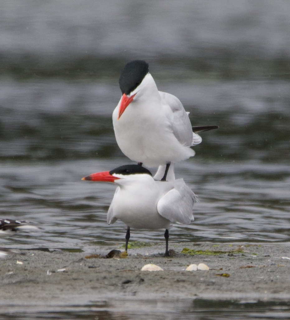 Caspian Tern