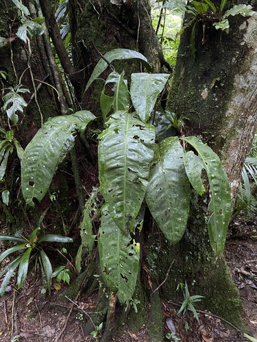 Anthurium ameliae