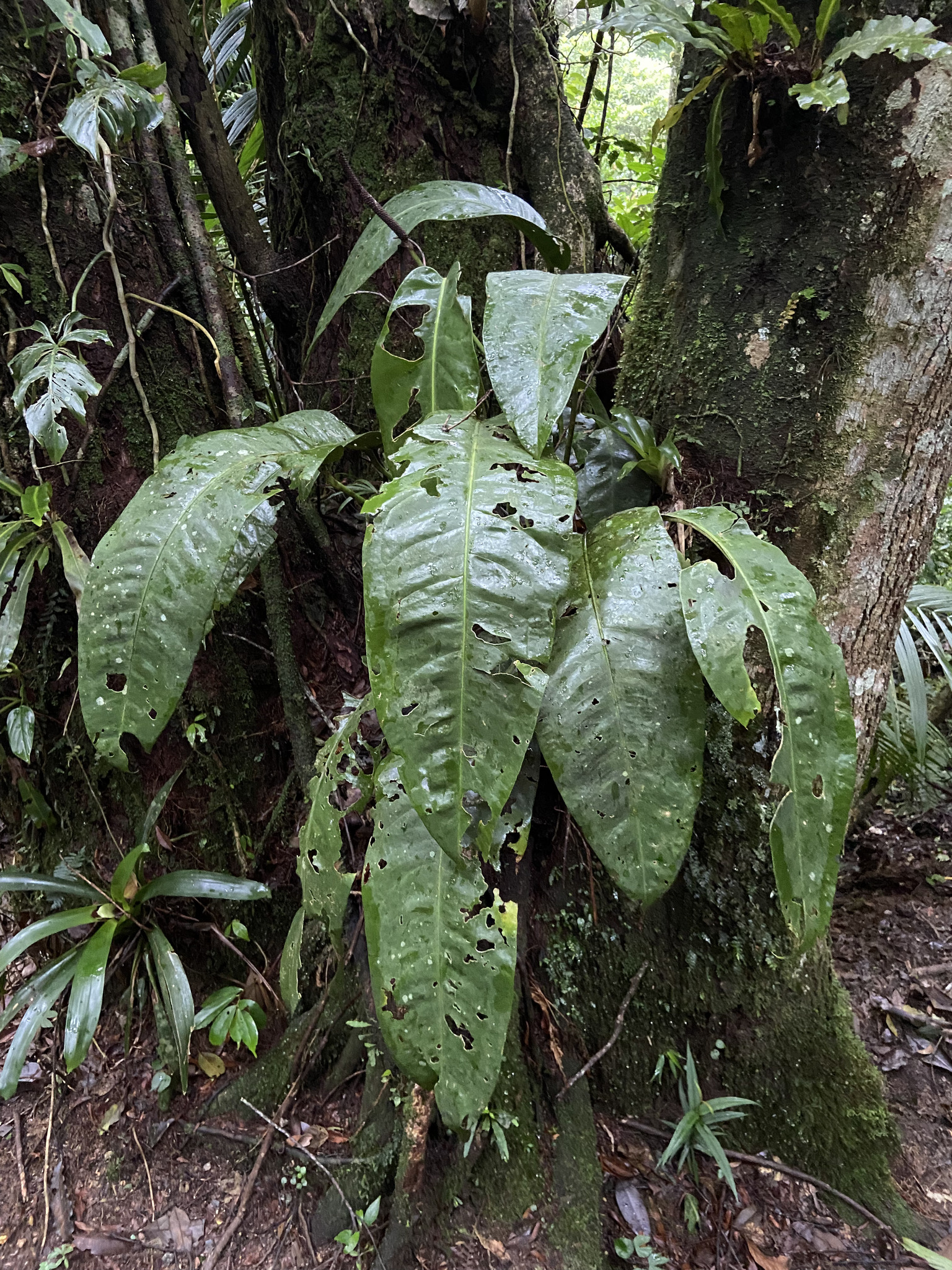Anthurium ameliae