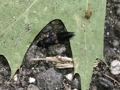 Platydracus fossator