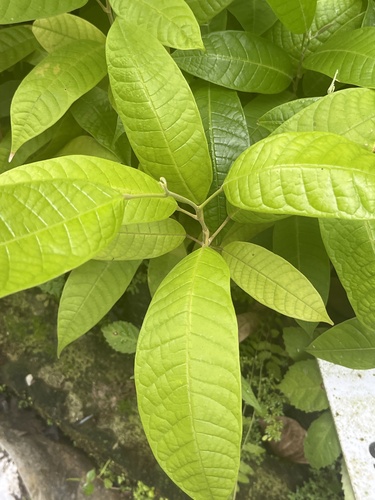 Anisoptera thurifera observed 2025-04-25