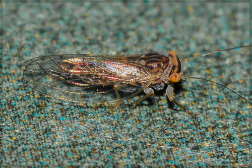 Tipu psyllid photo 2