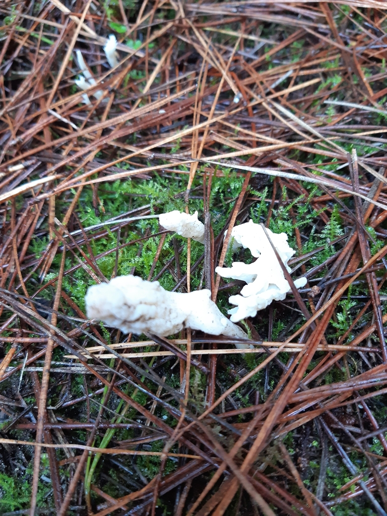 Clavulina rugosa · April 2025 · photo: © eleanor_bissell (iNaturalist, cc-by)