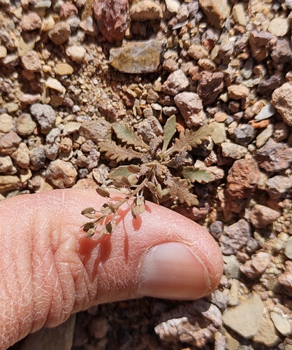 Lepidium bonariense iNat (1)