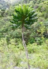 Comocladia platyphylla