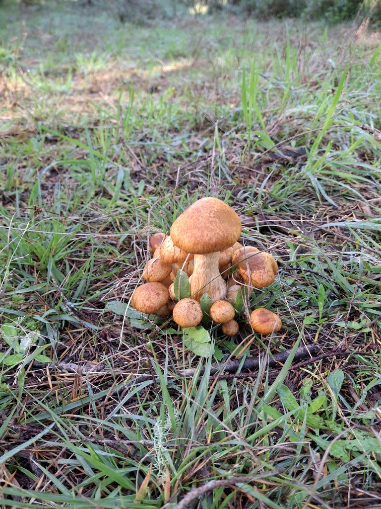 Gymnopilus junonius · April 2025 · photo: © clianthus (iNaturalist, cc-by)