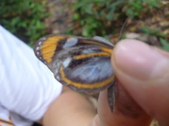Dismorphia theucharila