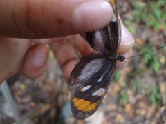 Dismorphia theucharila