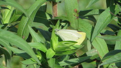 Pieris rapae