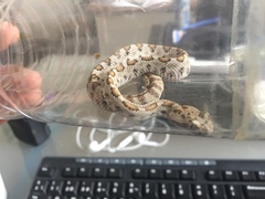 Crotalus enyo