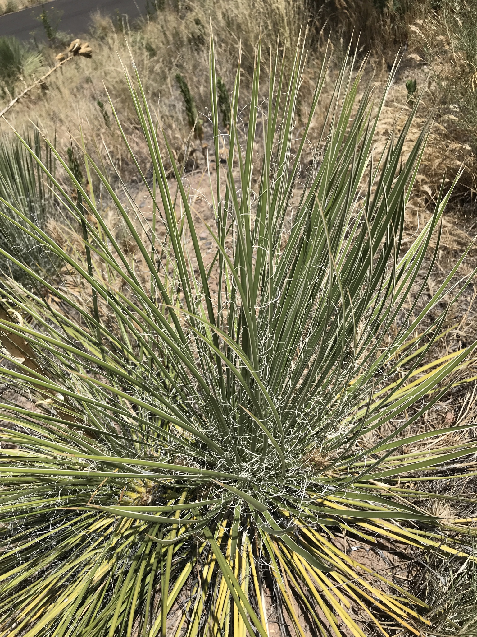 Yucca angustissima