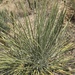 Yucca angustissima - Photo (c) solarrayfwtx,  זכויות יוצרים חלקיות (CC BY-NC), הועלה על ידי solarrayfwtx