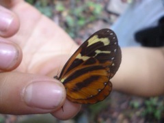 Hypothyris fluonia berna
