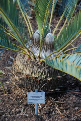 Encephalartos laevifolius