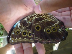 Morpho deidamia