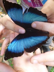 Morpho deidamia