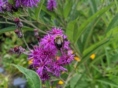 Bombus