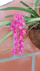 Orchidaceae