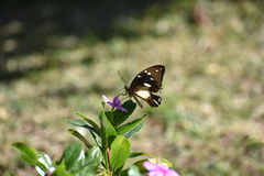 Papilio dardanus