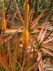 Aloe spicata