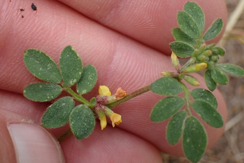 Image of Acmispon micranthus by no rights reserved