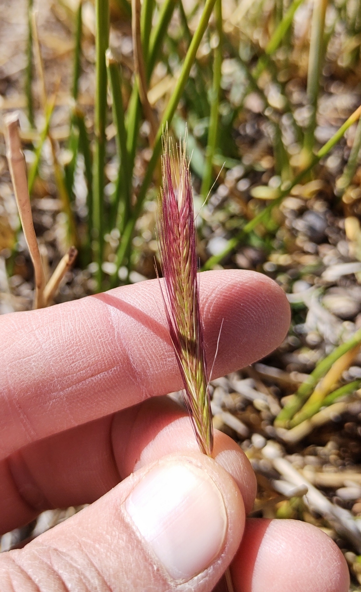 Hordeum pubiflorum