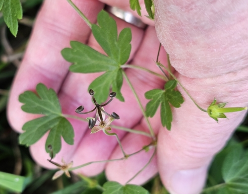 Image of Geranium homeanum by (c) ianrainbow, some rights reserved (CC BY)