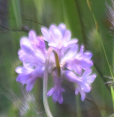 Dichelostemma