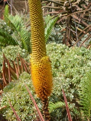 Aloe spicata