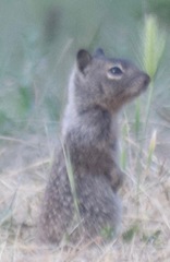 Otospermophilus beecheyi nesioticus