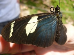 Heliconius wallacei