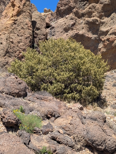 Canary Islands juniper