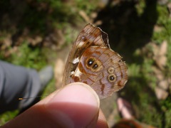 Eunica concordia