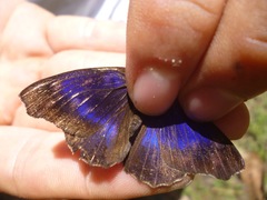 Eunica concordia