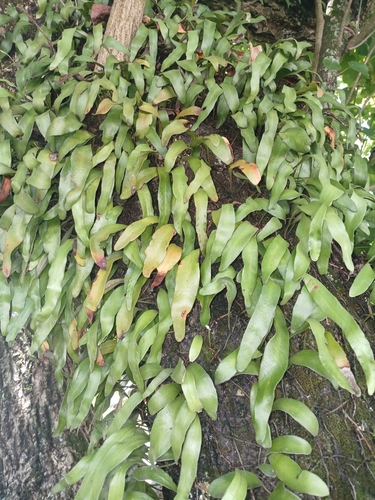 Pyrrosia serpens observed 2025-04-24