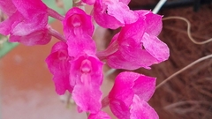 Orchidaceae
