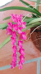 Orchidaceae