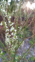Melilotus albus