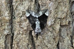Catocala lacrymosa