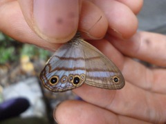 Amiga arnaca