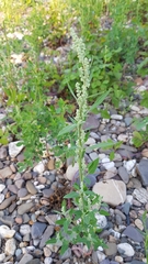 Chenopodium album