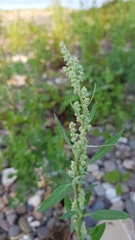 Chenopodium album