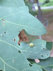 Neuroterus umbilicatus