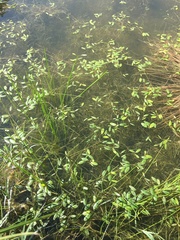 Potamogeton diversifolius