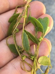 Potamogeton diversifolius