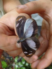 Dismorphia theucharila