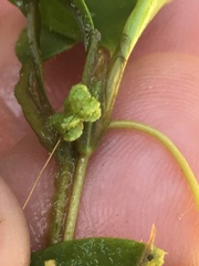 Potamogeton diversifolius