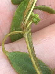 Potamogeton diversifolius